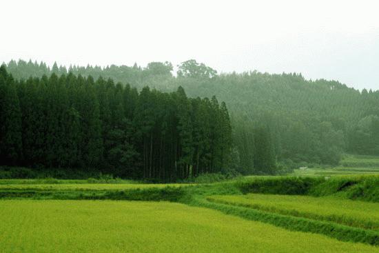 Rice fields are plentiful around Miyazaki