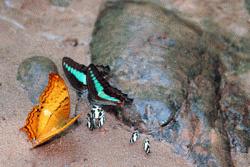 Butterfly convention along the trail