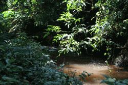 Crossing the many small streams in the Nam Ha.  Checking for leeches became a prerequiste in this area