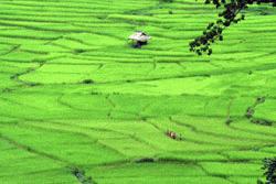 Our thoughts are continually diverted from the rough road conditions by the gorgeous landscape of rural Laos.