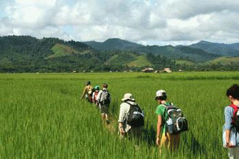 Our trek starts out in the rice fields near Luang Nam Tha.  Our new 