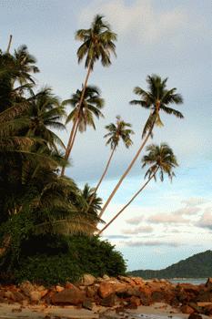 RTW0250  Palms lining a tropical island