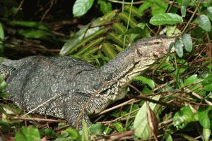 A monitor lizard searchs for a mid-morning snack in the jungle behind Long Beach, Prehentian Becil.