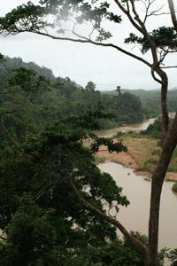 Viewing Sungai Tahan from the canopy walk.  We would take a boat ride up this river the next day to the waterfalls.