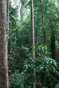 Being able to walk high in the forest canopy provides many opportunities to view the jungle from a different ground-based prespective