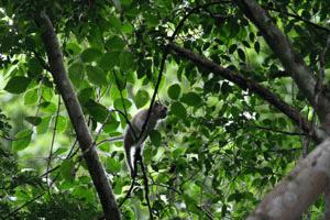 A long-tailed Macaque searches for fruit near the park headquarters.