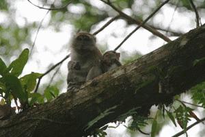 A mother and baby long-tailed Macaque watch me with suspicion... or are they waiting for me to drop food.