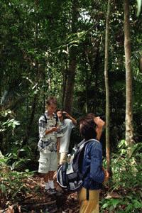 Peter, Paul and Therese search the canopy for the Rhino hornbill bird