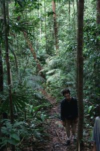 The trails in Taman Negara are very challenging and difficult. The jungle is incredibly beautiful, but one lapse in concentration and we would be following an Orang-asli (indigenous, nomad people within the park) or animal trail instead.