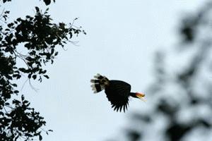 At last, our patience is rewarded with a great view of the rhino hornbill. An extraordinary sight!