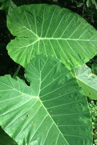 The foilage throughout Taman Negara is diverse and dramatic