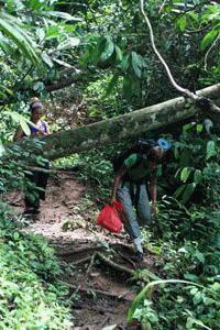 Therese weaves her way along the trail to the Bumban Kampang wildlife observation hide