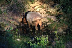 A tapir slurpes from the natural salt pond around 10PM.  A flashlight, a 1.6 second exposure and almost no movement helped with the photo taken with a 300mm lens.