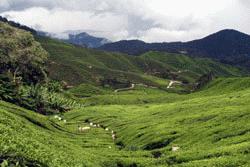 Our first glimpse of a tea plantation near Tanah Rota, Cameron Highlands.