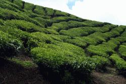 The geometric shapes of tea cultivation