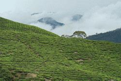 Moments before the daily monsoon deluge hits Tanah Rata.