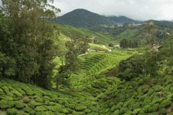 The dynamic landscape of tea plantations is a photographers dream