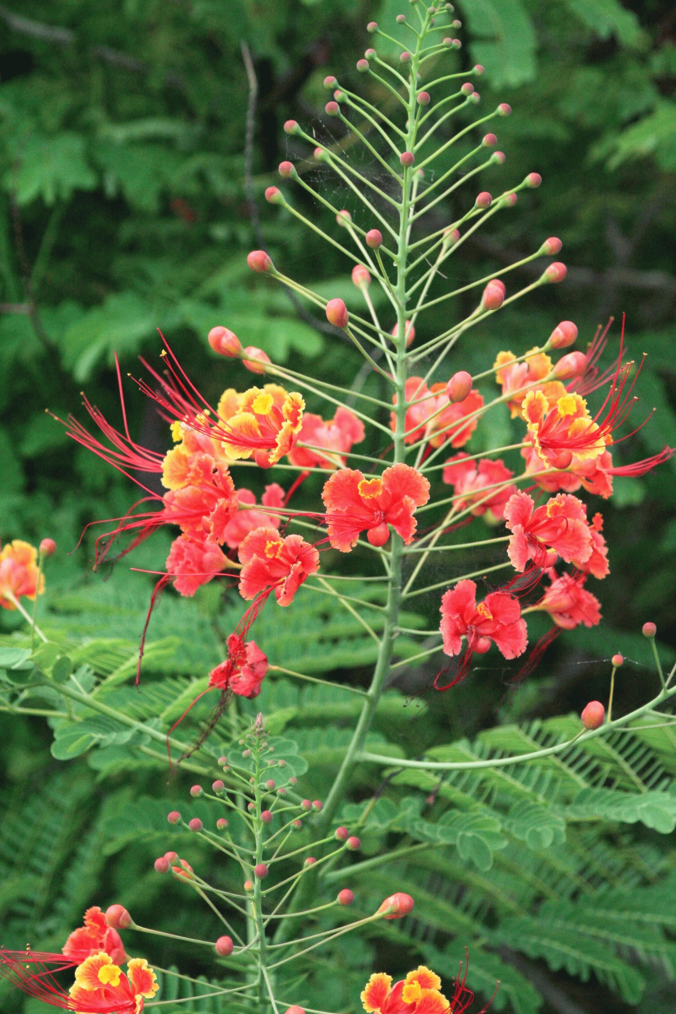 This flower is very common throughout Yucatan Mexico