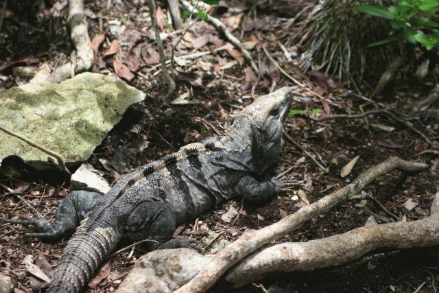 Iguana have been common around rivers throughout each country