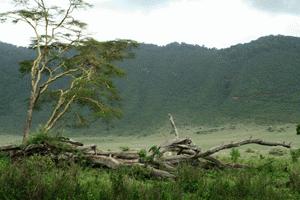 One last view before our ascent to the rim and finish our trip to Ngorongoro Crater.