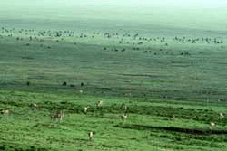 The Ngorongoro caldera floor is abound with wildlife