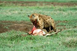 After a lengthy chase, a spotted hynea takes down his breakfast... a thomson's gazelle.