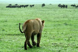 A lioness begins her methodical stalking in pursuit of a tasty wildebeest.