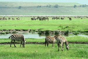 Observing a herd of zebras from only a few meters is always an exciting situation.