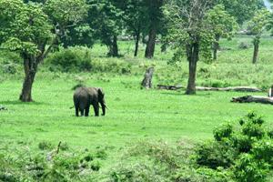 Elephants roam the small forest area within the caldera