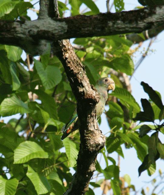 A green parrot searches for breakfast in a mango tree.