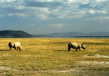 RTW0082  White Rhinos grazing