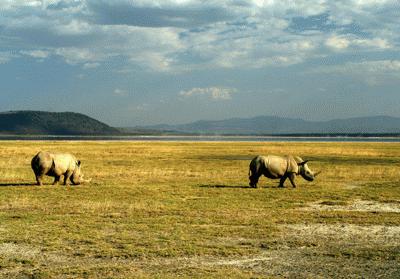 RTW0082  White rhinos grazing