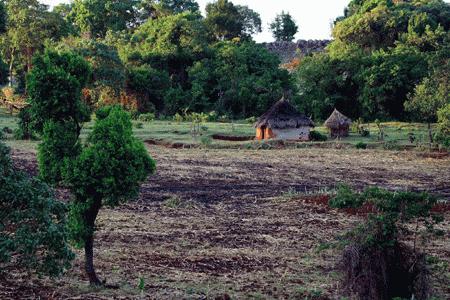 RTW0095  Maasai house and farm