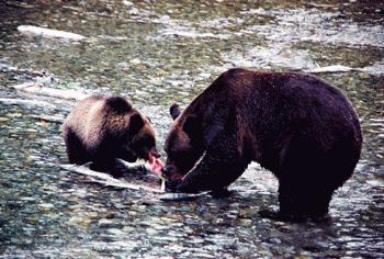 RTW0251   Brown bears fishing for salmon