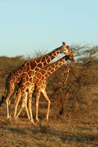 A pair of giraffes graze in Samburu National Park.