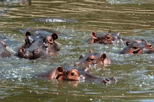 Hippos watch the curious tourist in the Mara River