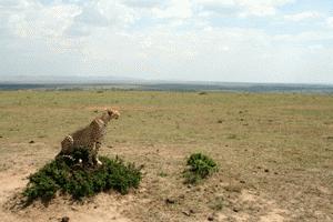 Searching over the vast Trans Mara savanah, this cheetah provides us a great opportunity to see his hunting strategy