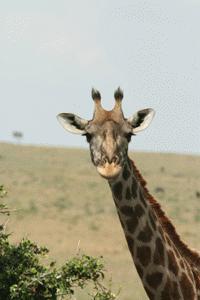 Masai giraffe up close