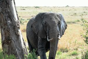 A big male elephant does not like our closeness to the herd