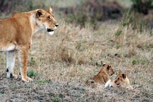 Lioness and cubs in Masai Mara