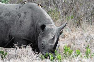 One of 23 black rhinos in Masai Mara