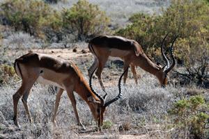 Grant's gazelles at Samburu National Park