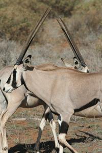 A pair of Oryx's walking by each other make for a geometric photo in Samburu.