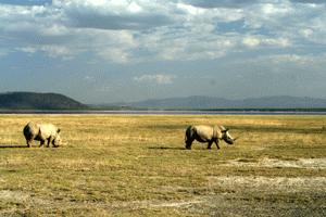 Endangered white rhinos at Lake Nakuru