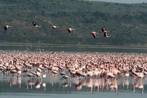 The famous flamingo flocks of Lake Nakuru National Park