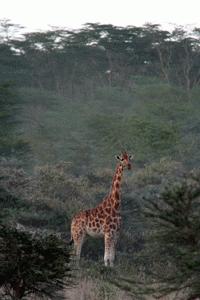 A Rothschild Giraffe grazing on acacia at evening time in Lake Nakuru