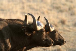 A pair of Cape Buffalos make their escape as we drive by in Lake Nakuru