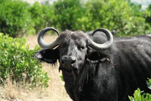 This large cape buffalo in Masai Mara appears wanting to charges us as he guards the herd of approximately 800 buffs behind him.