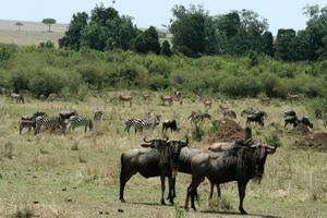 Because of the drought in East Africa, we were able to witness a 