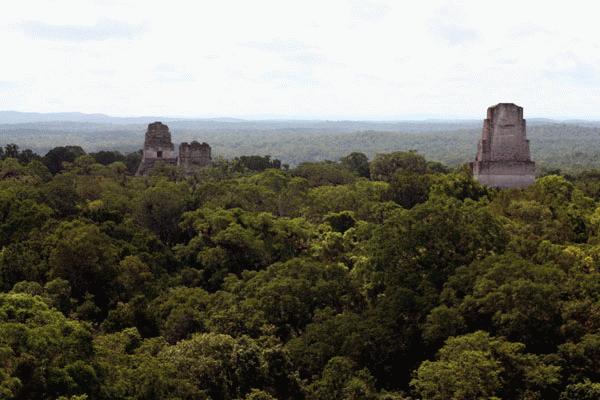 A panoramic view of Tikal from Templo IV.